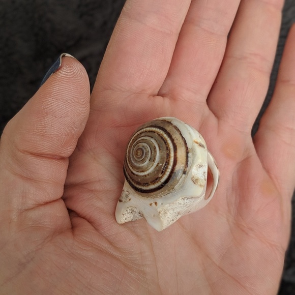 SHELL RING - Picture 2 of 5